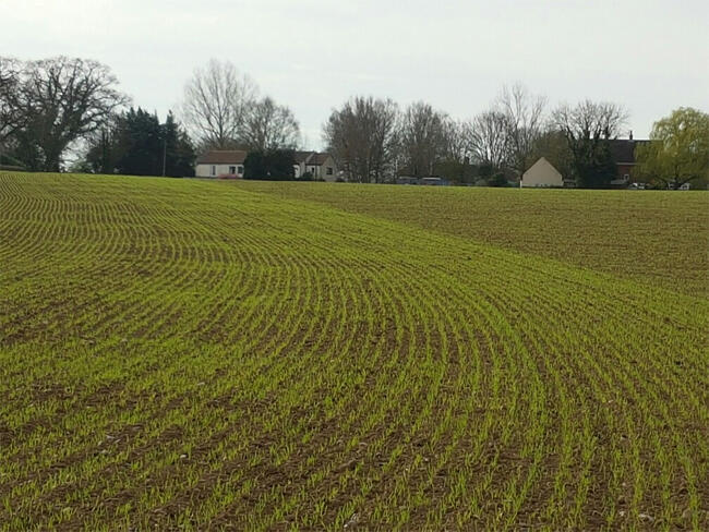 Field-emergence-barley-650